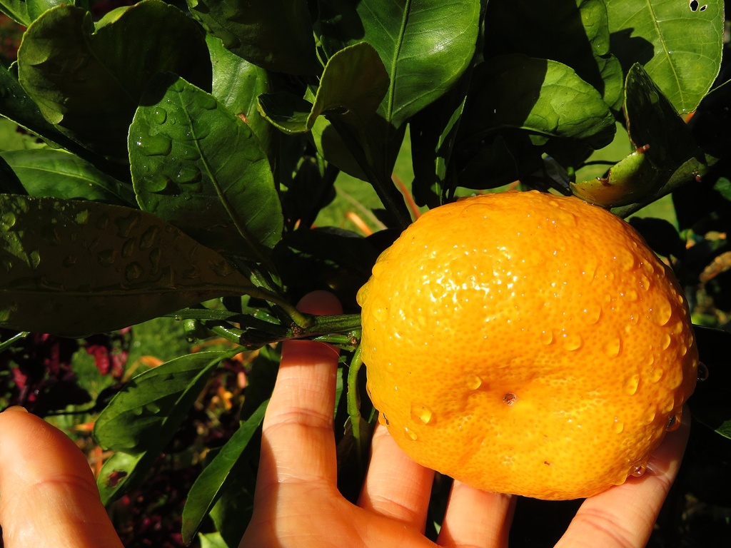 Citrus unshiu, Satsuma 'Owari' (4475, C3)