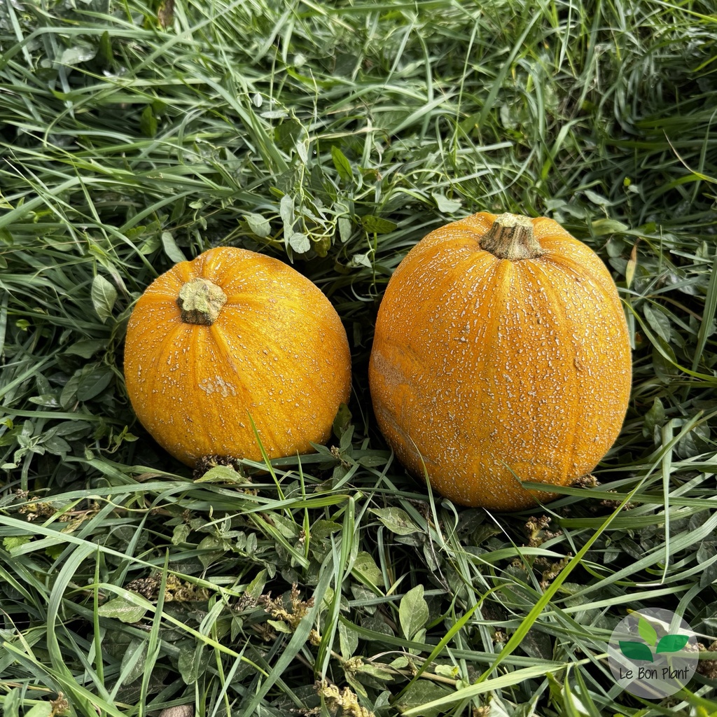 Courge Melonnette jaspée de Vendée AB (F/L)