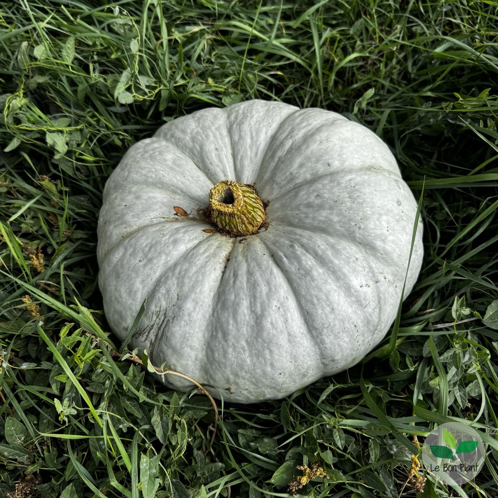 Courge Bleue de Hongrie AB (F/L)