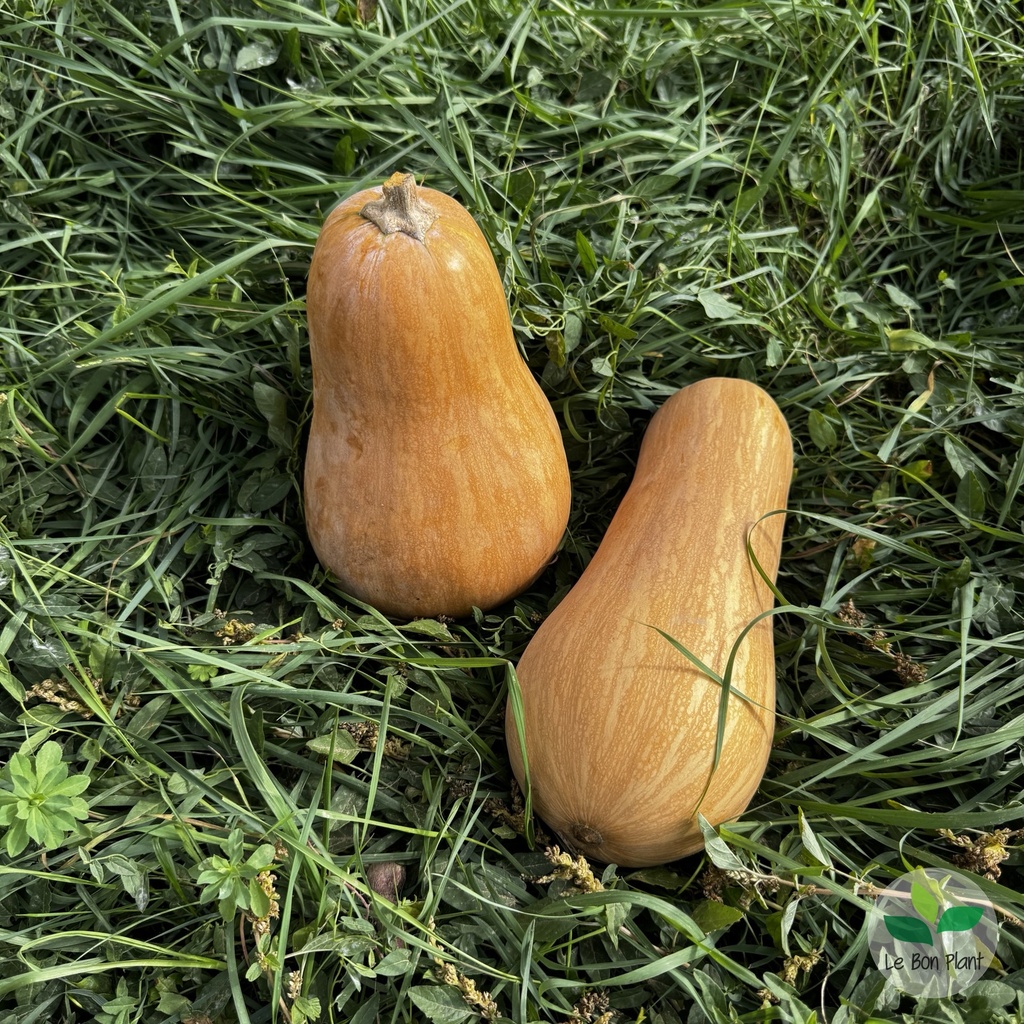 Courge Sucrine du Berry AB (F/L)