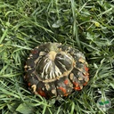 Courge Bonnet Turc AB (F/L)