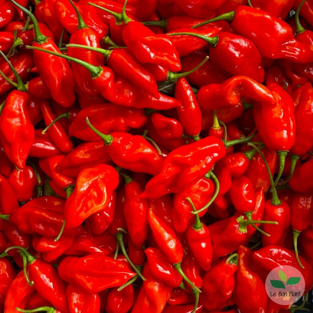 Piment Habanero Red AB (F/L)