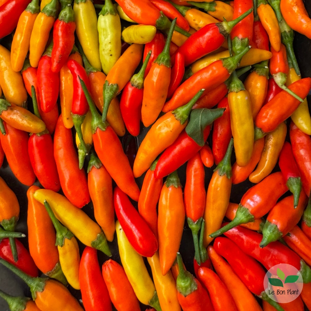 Piment Tabasco AB (F/L)