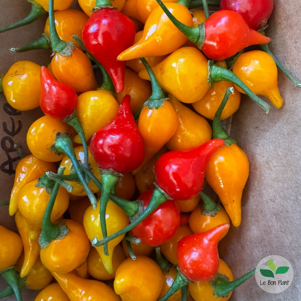Piment Biquinho AB (F/L)
