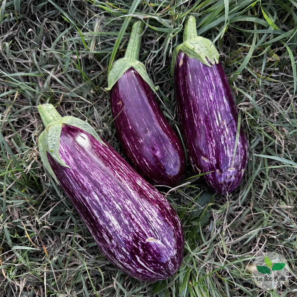 Aubergine Tsakoniki AB (F/L)
