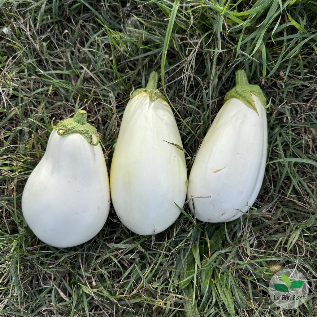 Aubergine Clara F1 AB (F/L)