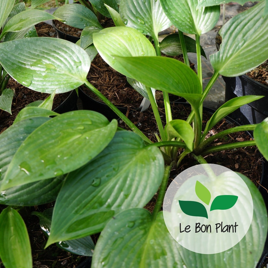 Hosta tardiana, Hosta 'Devon Green'