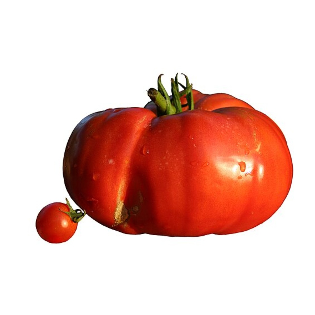 Tomate Cœur d'Antan AB (F/L)