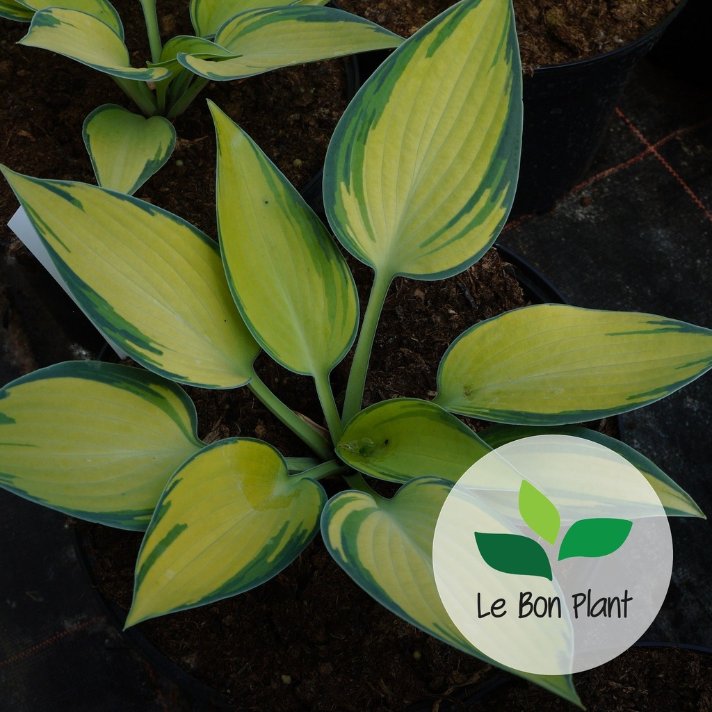 Hosta tardiana, Hosta 'June'