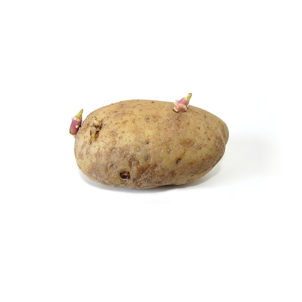 Pomme de terre Désirée AB (F/L)