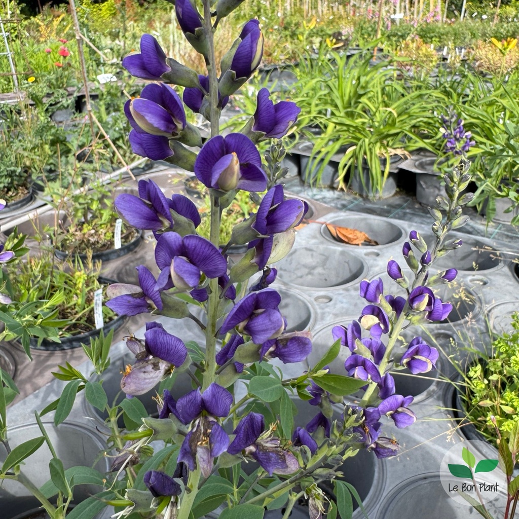 Baptisia australis, Faux indigo 'Blueberry Sundae'