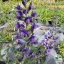 Baptisia australis, Faux indigo 'Blueberry Sundae'