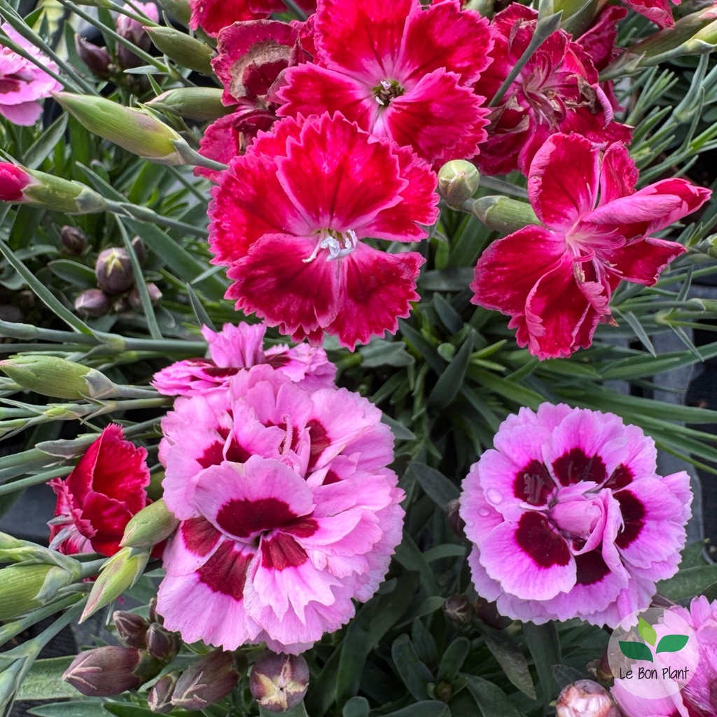 Dianthus chinensis, Oeillet de Chine