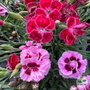 Dianthus chinensis, Oeillet de Chine