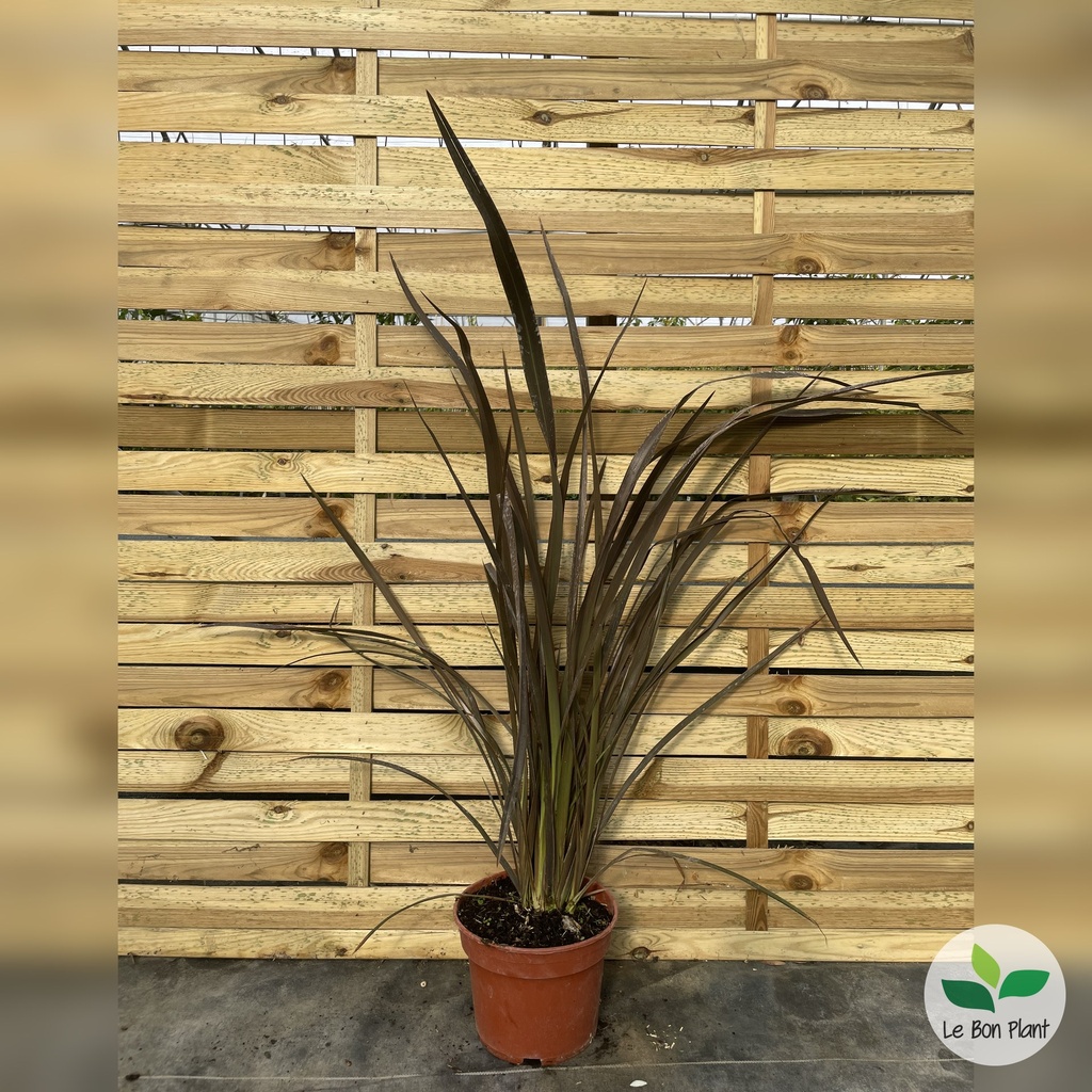 Phormium tenax, Lin de Nouvelle-Zélande 'Purpureum'