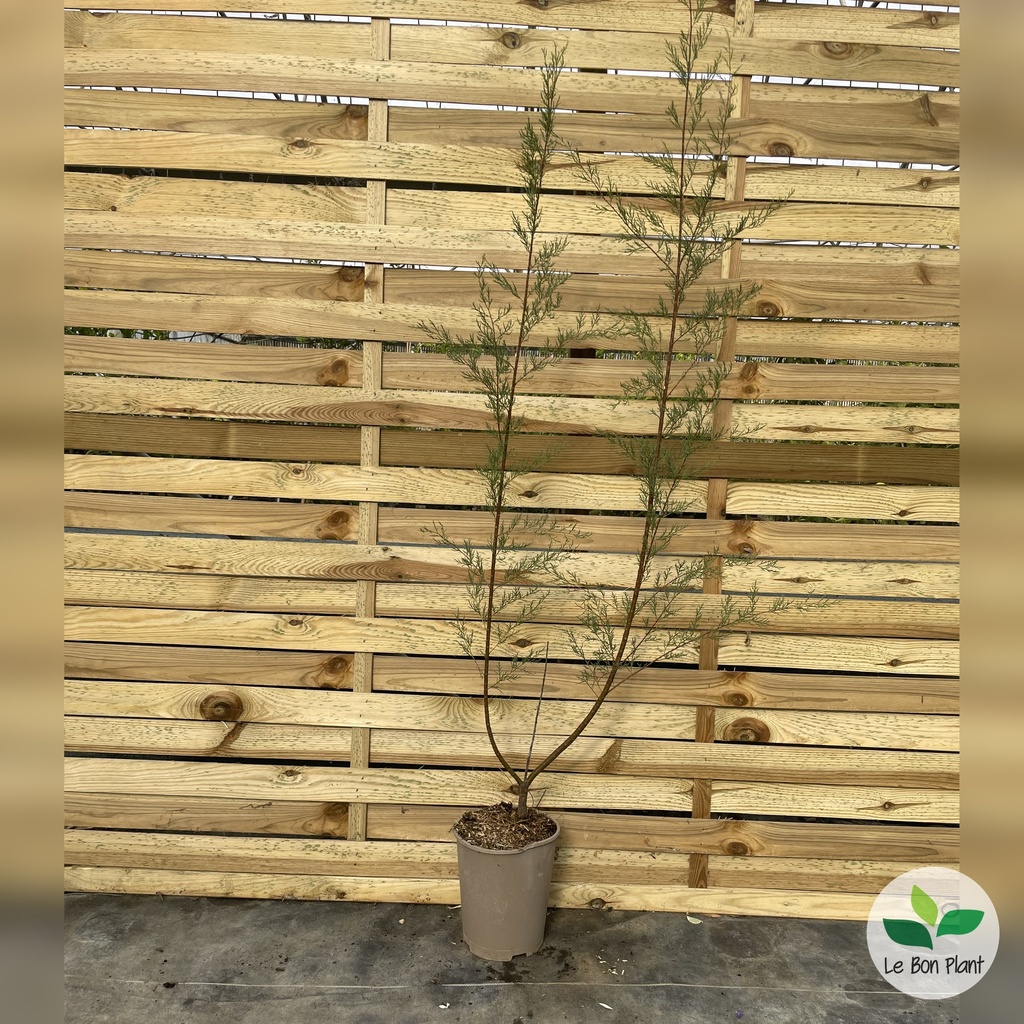 Tamarix gallica, Tamaris de France