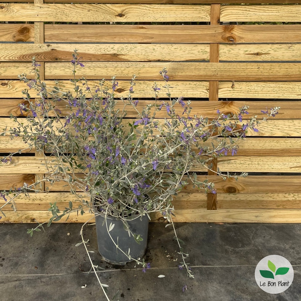 Teucrium fruticans, Germandrée arbustive 'Ouarzazate'