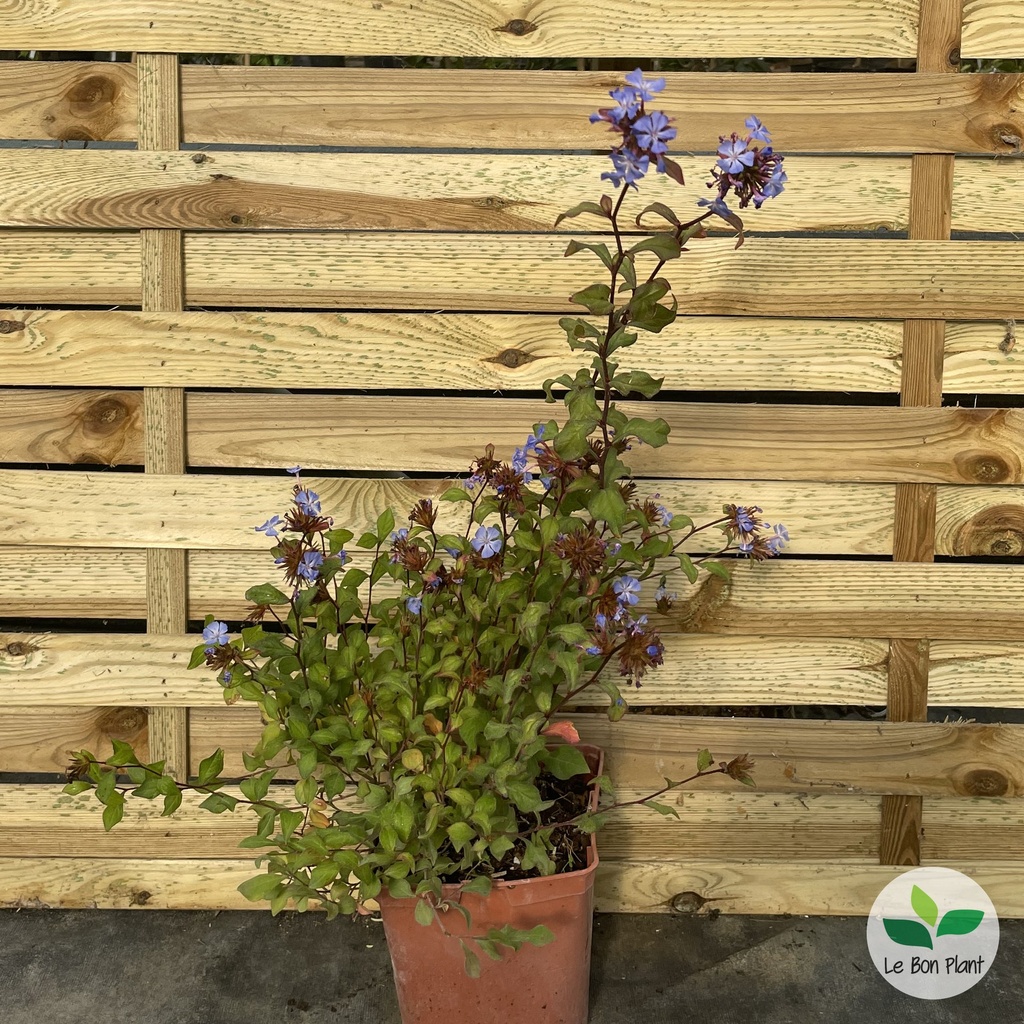 Ceratostigma willmottianum, Dentelaire de Willmott