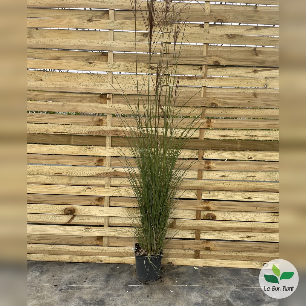 Miscanthus sinensis, Eulalie 'Graziella'