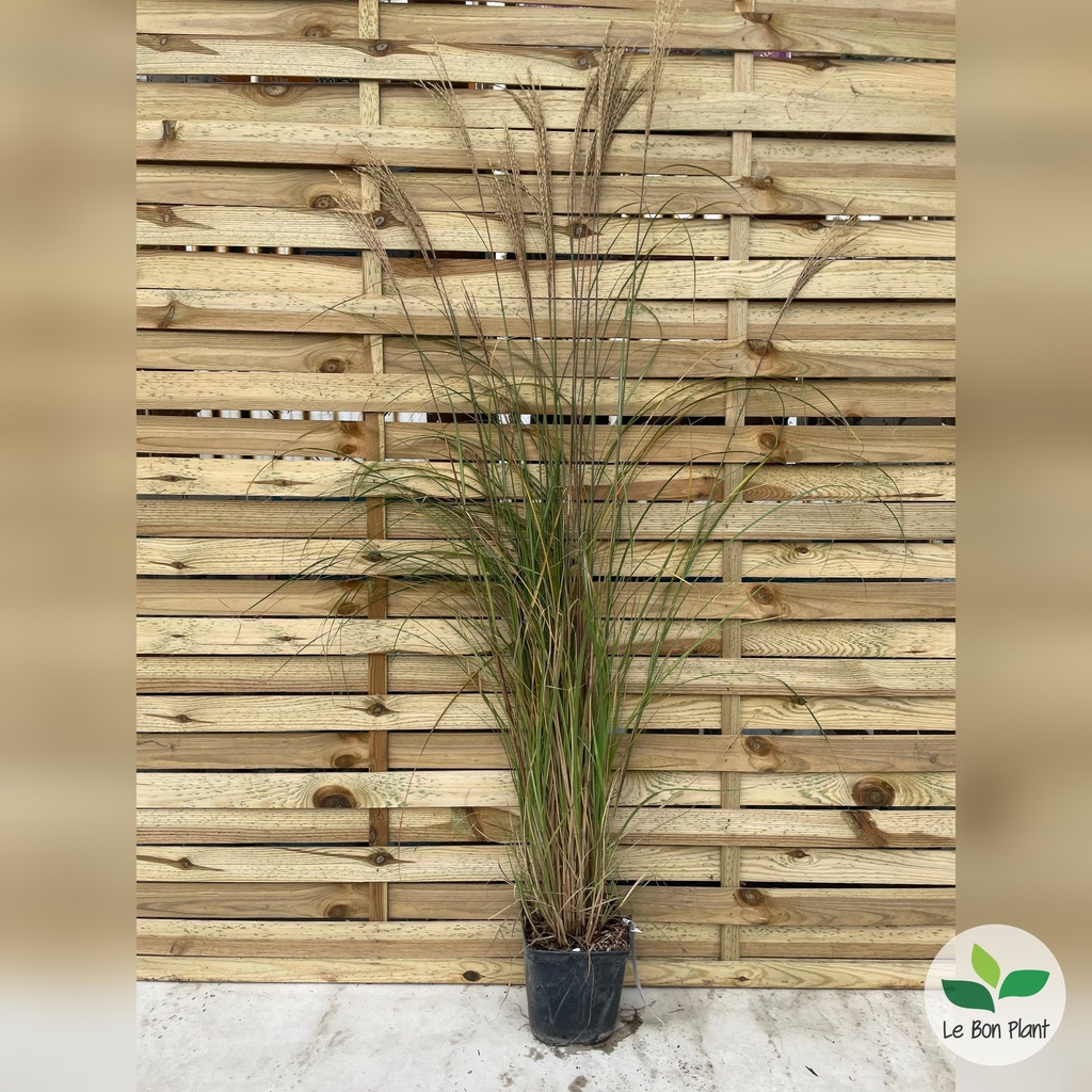 Miscanthus sinensis, Eulalie 'Red Chief'