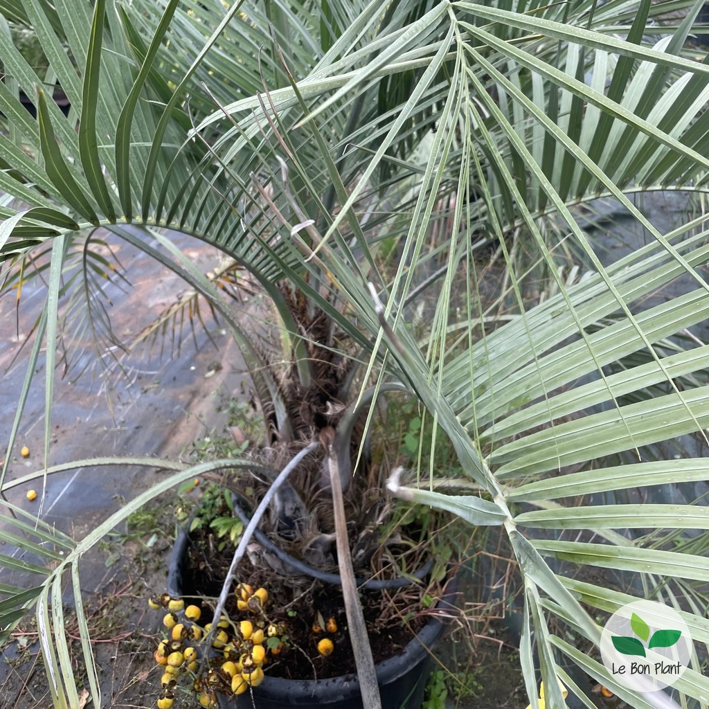 Butia capitata, Palmier abricot