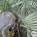 Butia capitata, Palmier abricot