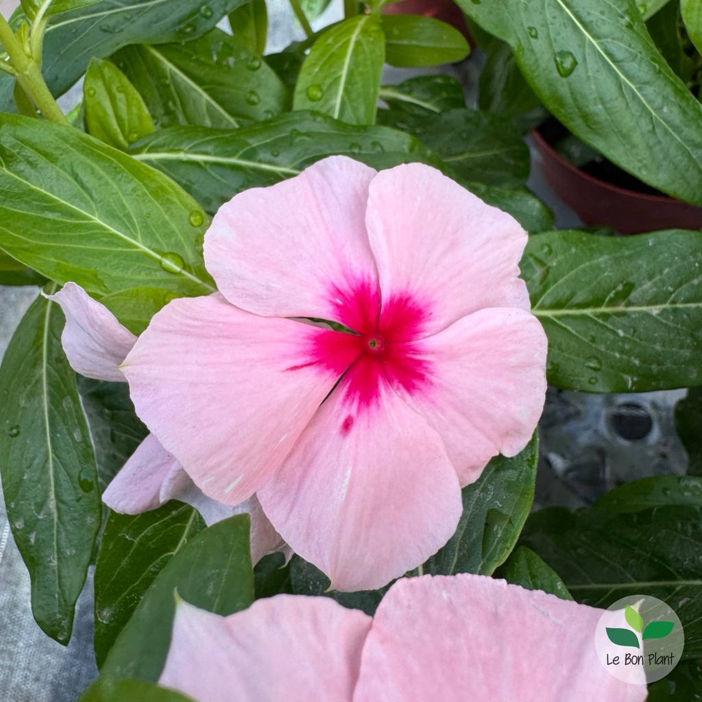 Catharanthus roseus, Pervenche de Madagascar