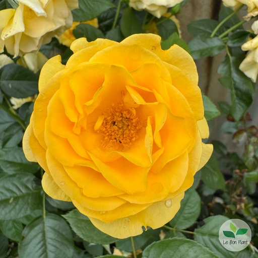 Rosiers