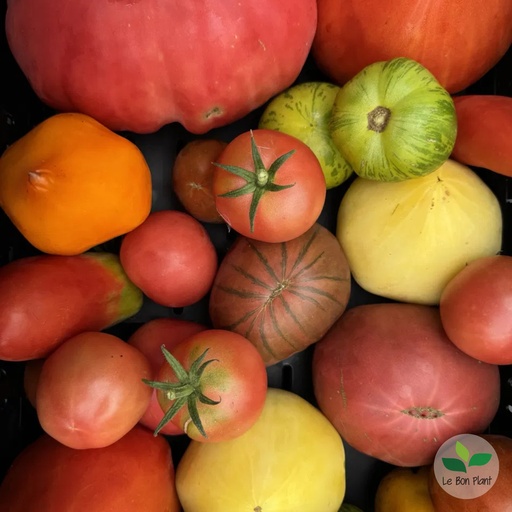Tomate Le Bon Plant AB (F/L)