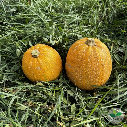 Courge Melonnette jaspée de Vendée AB (F/L)