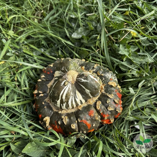 Courge Bonnet Turc AB (F/L)