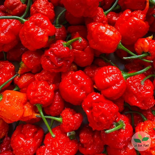 Piment Carolina Reaper AB (F/L)