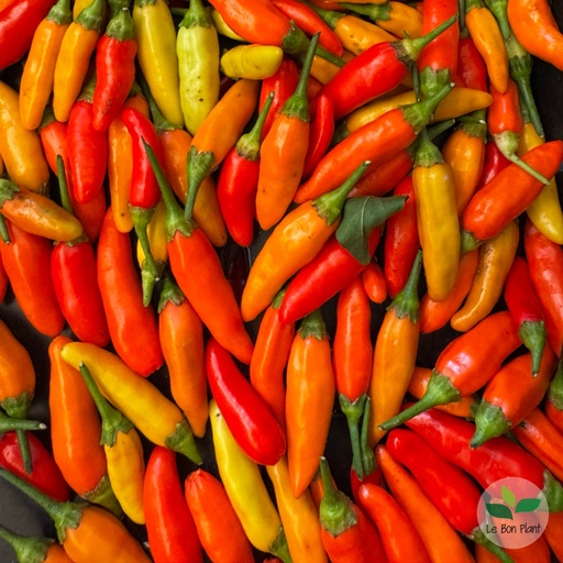 Piment Tabasco AB (F/L)