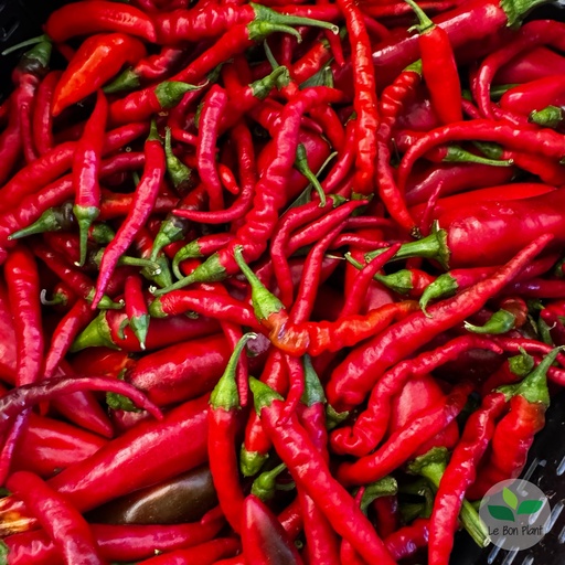 Piment Cayenne AB (F/L)