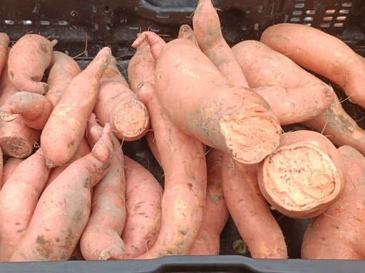 Patate douce orange AB (F/L)